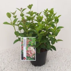 Sneeuwbal (Viburnum Tinus 'Lisa Rose') 10 Sneeuwbal (Viburnum Tinus 'Lisa Rose') -Tuinplantenwinkel viburnum tinus lisarose