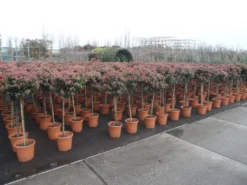 Sneeuwbal Op Stam (Viburnum Tinus 'Eve Price') -Tuinplantenwinkel viburnum tinus op stam 2 1