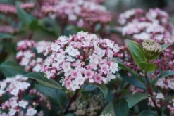 Sneeuwbal (Viburnum Tinus 'Spirit') -Tuinplantenwinkel viburnum tinus spirit 03