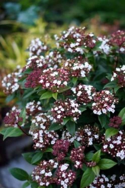 Sneeuwbal (Viburnum Tinus 'Spirit') -Tuinplantenwinkel viburnum tinus spirit 01 1