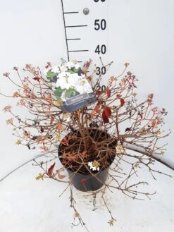 Sneeuwbal (Viburnum Plicatum 'Watanabe') 13 Sneeuwbal (Viburnum Plicatum 'Watanabe') -Tuinplantenwinkel viburnum watanabe c10 v02 1