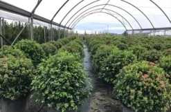 Sneeuwbal Als Bolvorm (Viburnum Tinus 'Eve Price') -Tuinplantenwinkel viburnumtinuseveprice 2