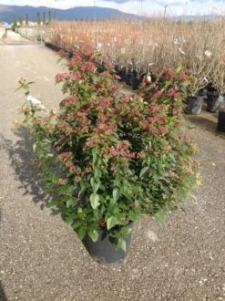 Sneeuwbal Als Bolvorm (Viburnum Tinus 'Spirit') -Tuinplantenwinkel viburnumtinusspiritbol01 1