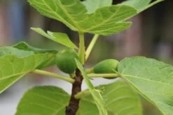 Vijg Als Solitair (Ficus Carica) 14 Vijg Als Solitair (Ficus Carica) -Tuinplantenwinkel vijg 1 1 1