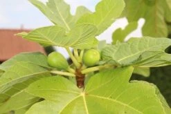Vijg Als Solitair (Ficus Carica) 15 Vijg Als Solitair (Ficus Carica) -Tuinplantenwinkel vijg 2 1 1