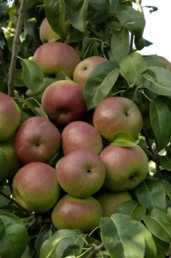 Lei-Peer (Pyrus Communis 'Zoete Brederode')