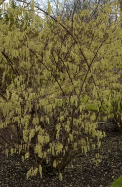Staartaar (Stachyurus Praecox) -Tuinplantenwinkel vima04862 1