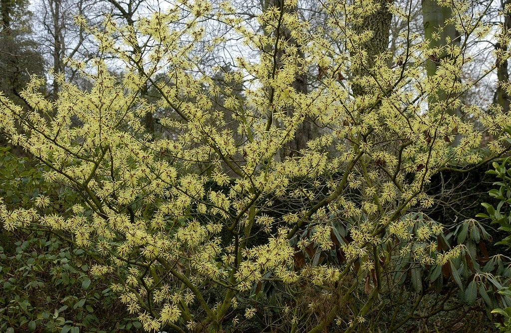 Toverhazelaar (Hamamelis Intermedia 'Arnold Promise') 2 Toverhazelaar (Hamamelis Intermedia 'Arnold Promise') - Afbeelding 2