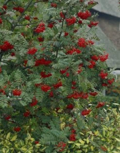 Vogelvriendelijke Haag -Tuinplantenwinkel visi07503