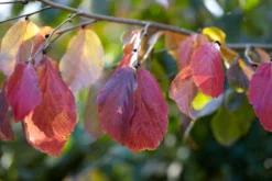 Grote Parrotia (Parrotia Persica) -Tuinplantenwinkel visi105613