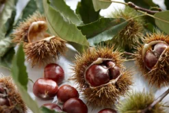 Tamme Kastanje Als Halfstam (Castanea Sativa) -Tuinplantenwinkel visi121584 1