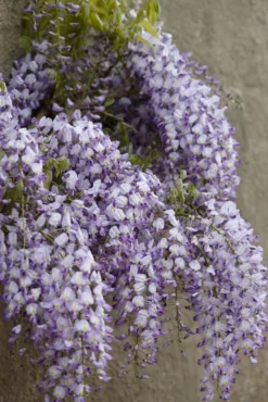 Blauweregen (Wisteria Floribunda 'Domino')