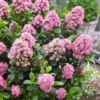 Escallonia (Escallonia 'Pink Elle')