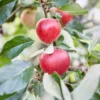 Appelboom (Malus Domestica 'Katja')