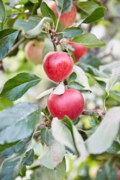 Appelboom (Malus Domestica 'Katja')