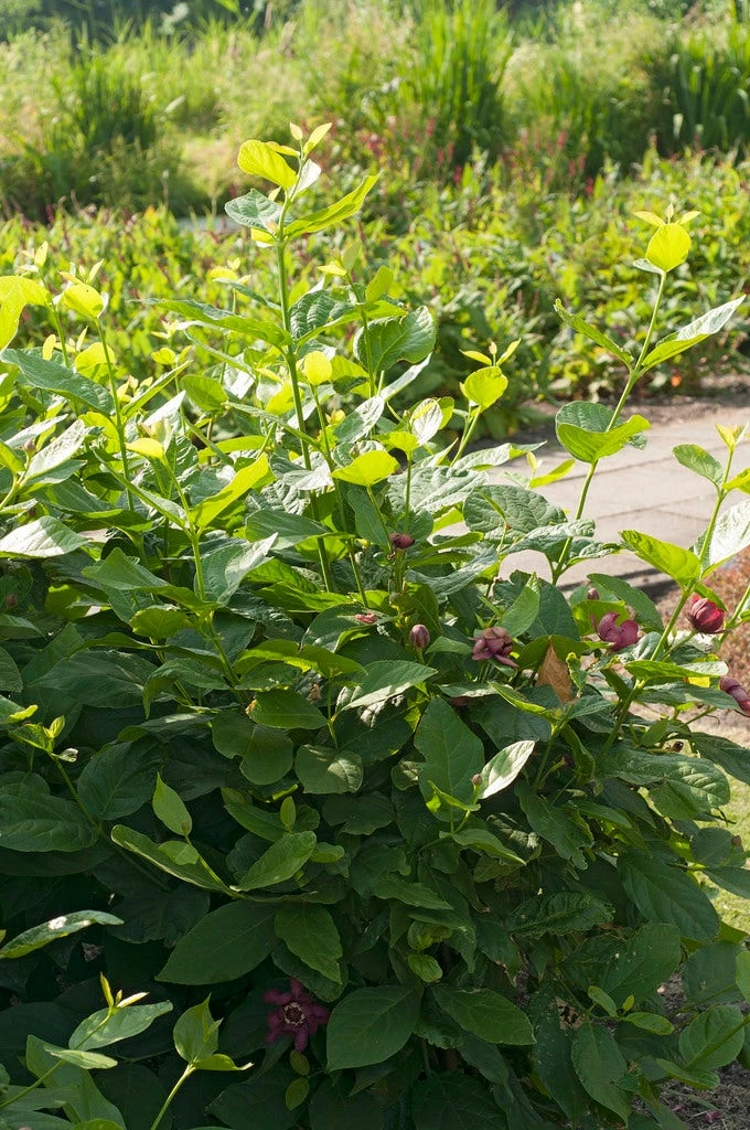 Specerijstruik (Calycanthus 'Aphrodite') 2 Specerijstruik (Calycanthus 'Aphrodite') - Afbeelding 2