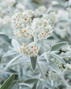 Vlinderstruik (Buddleja 'Silver Anniversary') -Tuinplantenwinkel visi185925