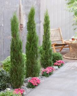 Italiaanse Cypres (Cupressus Sempervirens 'Stricta') -Tuinplantenwinkel visi198162 1