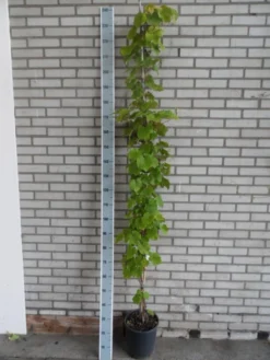 Sierdruif (Vitis Coignetiae) 6 Sierdruif (Vitis Coignetiae) -Tuinplantenwinkel vitis coignetiae 175 200 c10