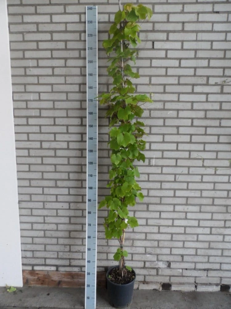 Sierdruif (Vitis Coignetiae) 3 Sierdruif (Vitis Coignetiae) - Afbeelding 3