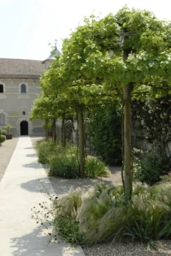 Druif Als Dakboom (Vitis Vinifera)