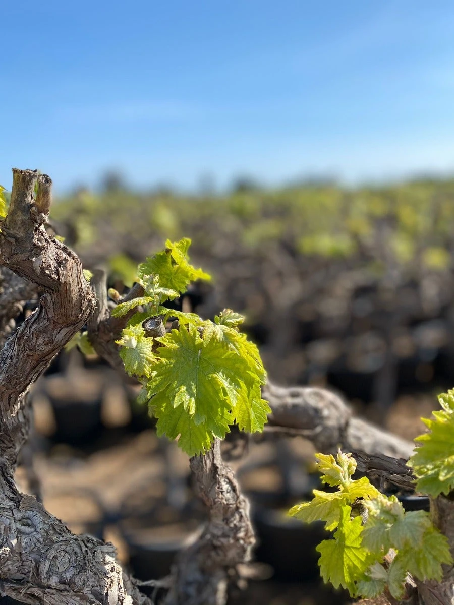 Druif, Op Stam (Vitis Vinifera) 2 Druif, Op Stam (Vitis Vinifera) - Afbeelding 2
