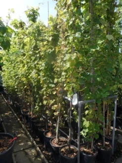 Druif, Op Stam (Vitis Vinifera) 34 Druif, Op Stam (Vitis Vinifera) -Tuinplantenwinkel vitis vinifera 200 250 300 c20