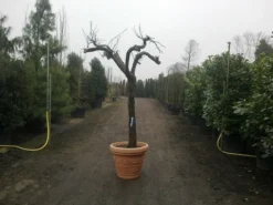 Druif, Op Stam (Vitis Vinifera) 32 Druif, Op Stam (Vitis Vinifera) -Tuinplantenwinkel vitis vinifera 30 40 c200 solitair extra