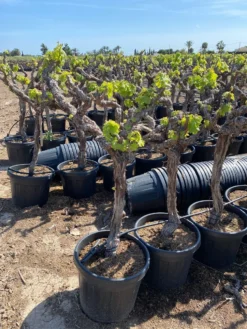 Druif, Op Stam (Vitis Vinifera) 23 Druif, Op Stam (Vitis Vinifera) -Tuinplantenwinkel vitis vinifera 45l