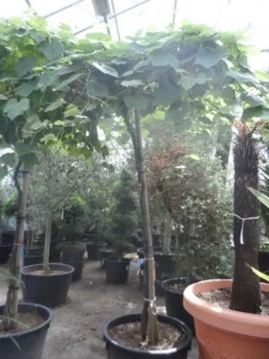 Druif Als Dakboom (Vitis Vinifera) -Tuinplantenwinkel vitis vinifera dakvorm op hoogstam