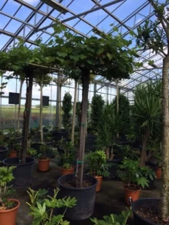 Druif Als Dakboom (Vitis Vinifera) -Tuinplantenwinkel vitis vinifera dakvorm stam 220cm