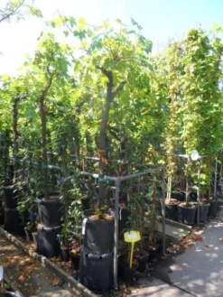 Druif, Op Stam (Vitis Vinifera) 37 Druif, Op Stam (Vitis Vinifera) -Tuinplantenwinkel vitis vinifera halfstam 12 14 16