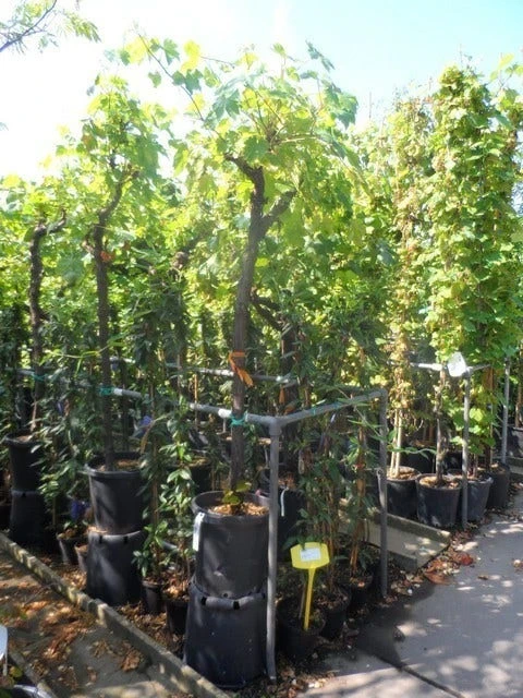 Druif, Op Stam (Vitis Vinifera) 18 Druif, Op Stam (Vitis Vinifera) - Afbeelding 18