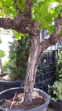 Druif, Op Stam (Vitis Vinifera) 28 Druif, Op Stam (Vitis Vinifera) -Tuinplantenwinkel vitisopstam03