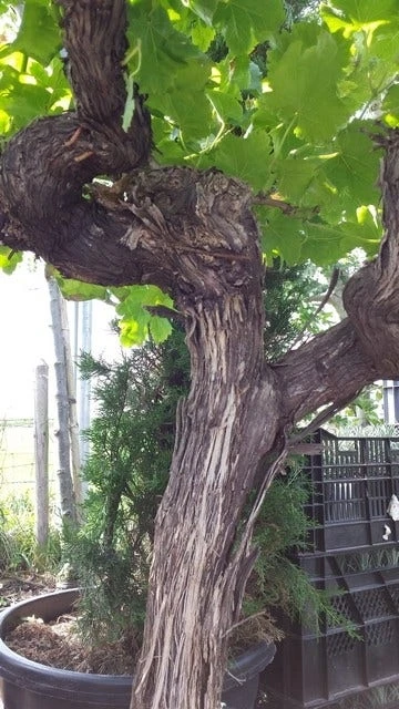 Druif, Op Stam (Vitis Vinifera) 10 Druif, Op Stam (Vitis Vinifera) - Afbeelding 10