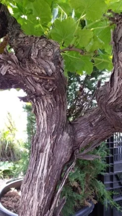 Druif, Op Stam (Vitis Vinifera) 30 Druif, Op Stam (Vitis Vinifera) -Tuinplantenwinkel vitisopstam05