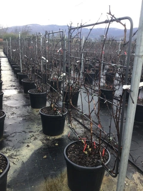 Witte Druif Als Leivorm (Vitis Vinifera 'Suzi') 2 Witte Druif Als Leivorm (Vitis Vinifera 'Suzi') - Afbeelding 2