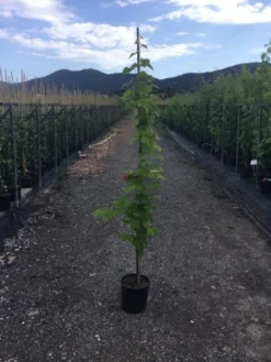 Blauwe Druif (Vitis Vinifera)