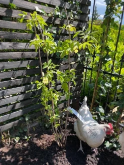 Vlier (Sambucus Nigra) -Tuinplantenwinkel vlier sambucus nigra 1