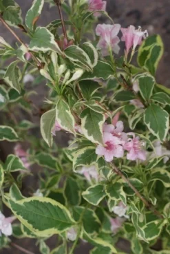Weigela (Weigela Florida 'Variegata') -Tuinplantenwinkel weigela florida variegata 2