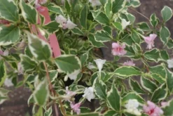 Weigela (Weigela Florida 'Variegata') -Tuinplantenwinkel weigela florida variegata 3