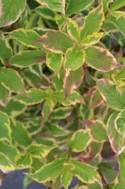 Weigela (Weigela Florida 'Variegata') -Tuinplantenwinkel weigela florida variegata 1