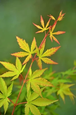 Japanse Esdoorn (Acer Palmatum 'Sangokaku') -Tuinplantenwinkel wep 5072 sangokaku 1