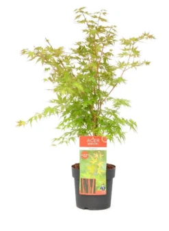 Japanse Esdoorn (Acer Palmatum 'Sangokaku') -Tuinplantenwinkel wep 8839sangokaku 1