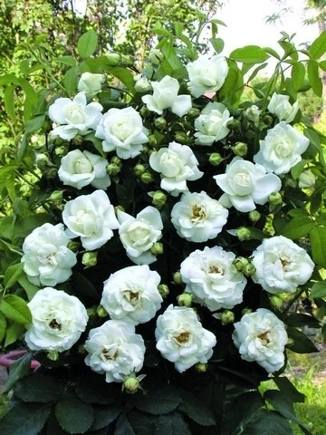 Klimroos (Rosa 'White New Dawn') 1 Klimroos (Rosa 'White New Dawn')