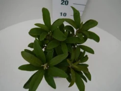 Rhododendron (Rhododendron 'Wilgen's Ruby') -Tuinplantenwinkel wilgens ruby c2 boven 1