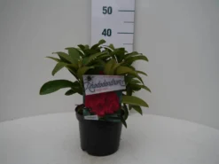Rhododendron (Rhododendron 'Wilgen's Ruby') -Tuinplantenwinkel wilgens ruby c2 voor 1
