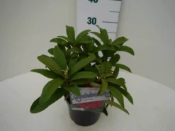 Rhododendron (Rhododendron 'Wilgen's Ruby') -Tuinplantenwinkel wilgens ruby c2 zij