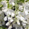 Blauwe Regen, Wit (Wisteria Brachybotrys 'Kapitan Fuji')
