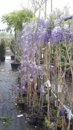 Blauwe Regen (Wisteria Sinensis 'Prolific') -Tuinplantenwinkel wisteria 1 2